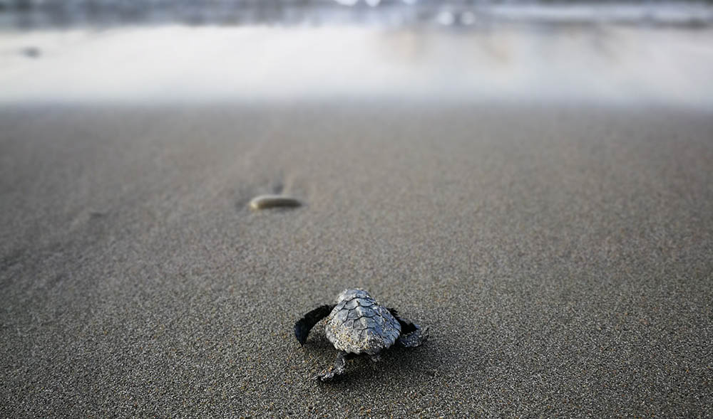 A baby turtle crawls towards the sea on a sandy beach