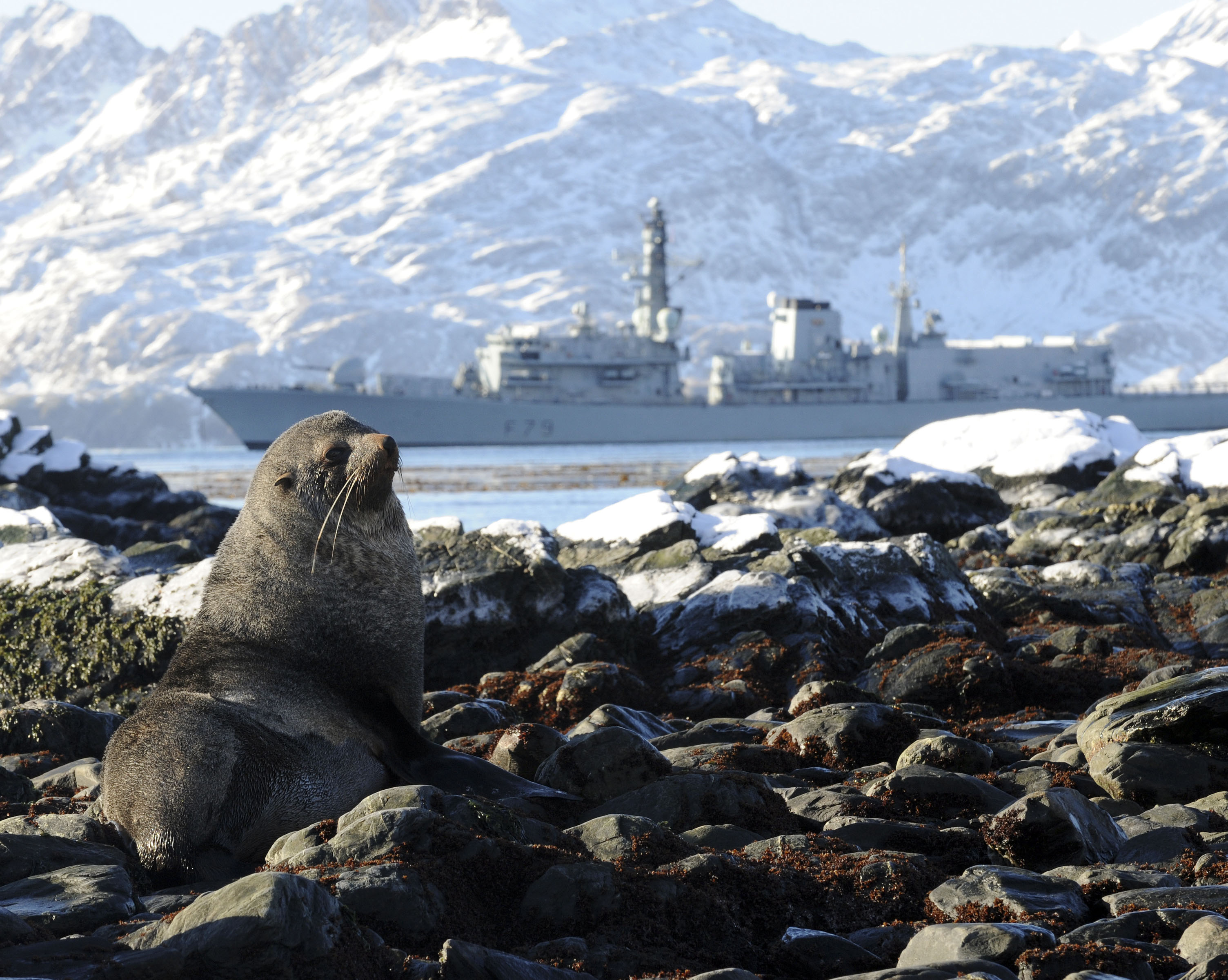 HMS Portland comes face to face with the remarkable size of the Nordenskjold Glacier in South Georgia and local wildlife