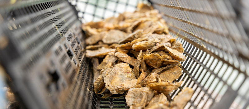 Oysters in cage