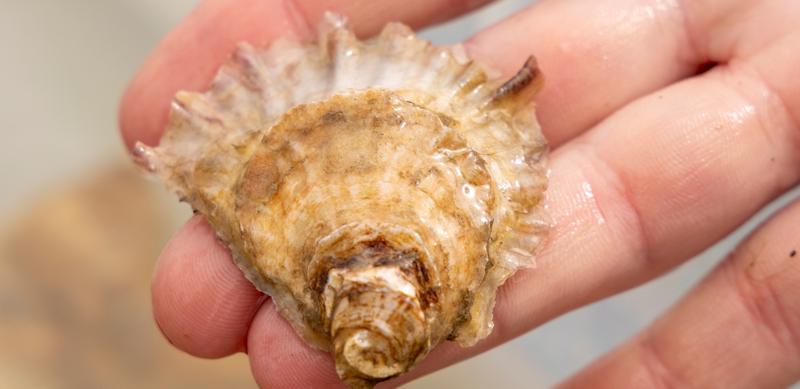 An oyster held in a hand